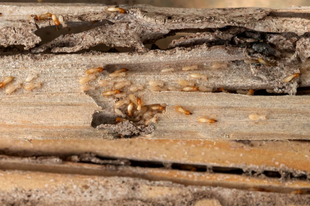Best Affordable Pest Control Services  in North Haledon, NJ